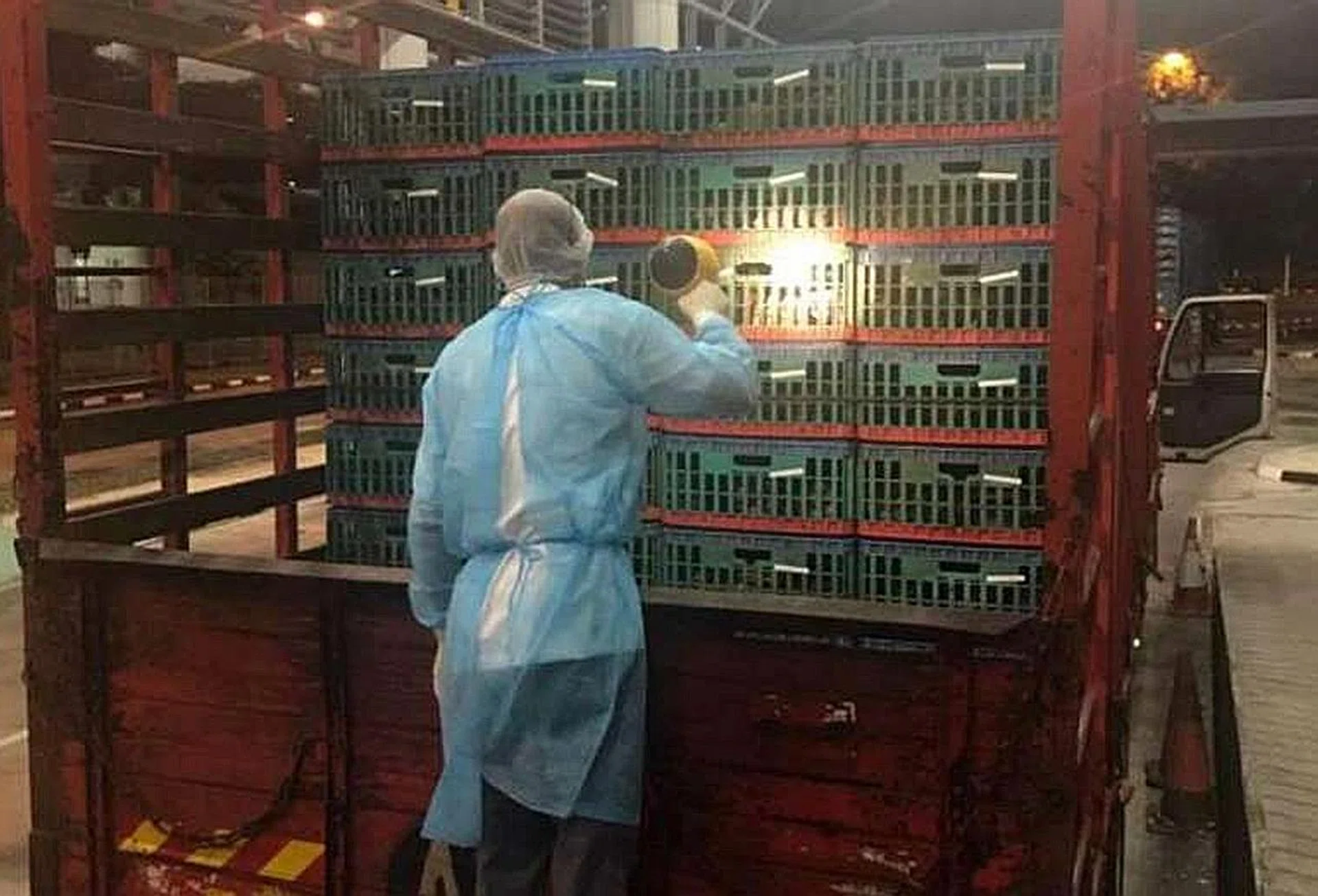 AVA inspecting live poultry being brought into Singapore at the Tuas Checkpoint. 