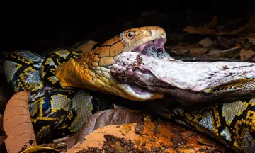 King cobra toils for at least 7 hours in Mandai to eat snake