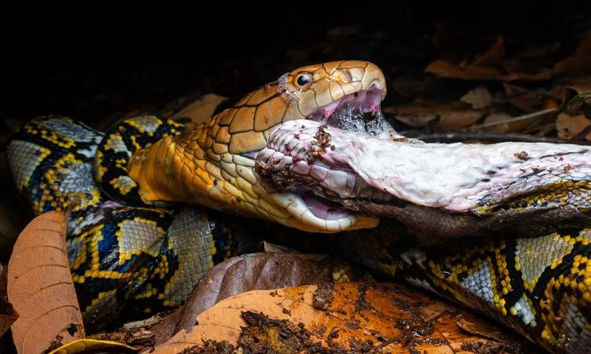 The two snakes were locked in a fang-tastic battle that was literally full of twists and turns before the king cobra earned its supper.