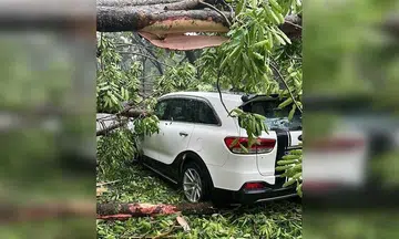 Tree falls on car outside CTE tunnel impeding traffic; no reported injuries