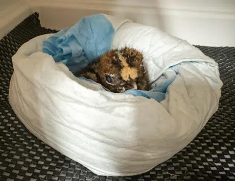 Keepers have had to adapt their care methods to accommodate the chick's unique needs, including modifying nesting equipment and creating a comfortable environment.