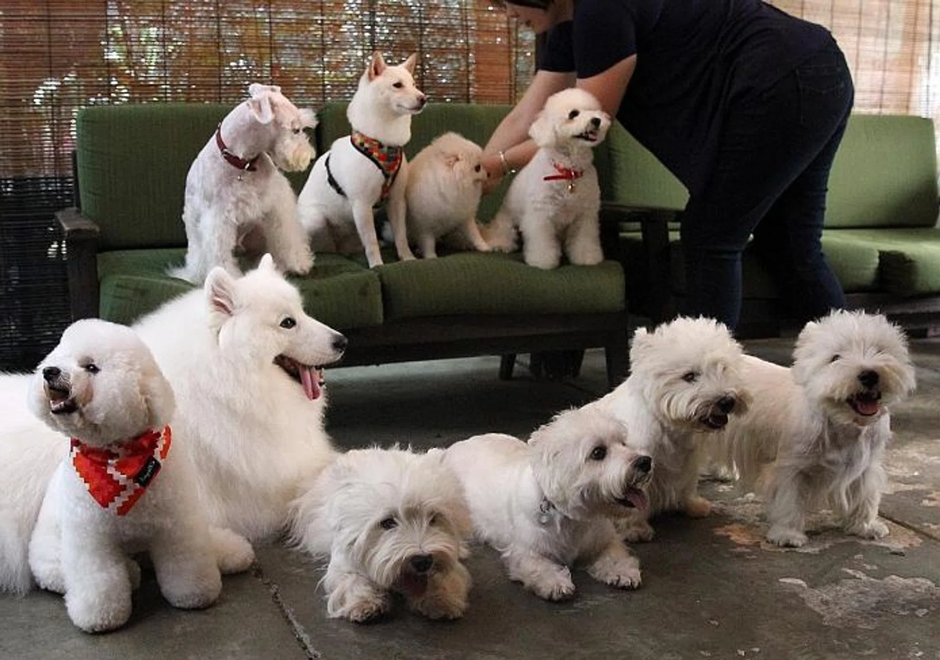 SITTING PRETTY: Pet Expo 2016 features an all-white party with pure-white dogs, cats and other pets.