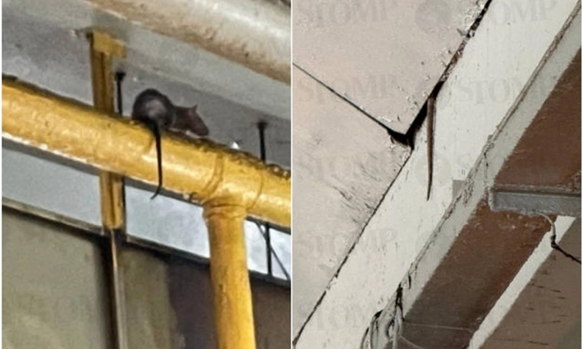 NEA carried out inspections at the food centre on Jan 23 after getting a complaint about a rodent infestation.