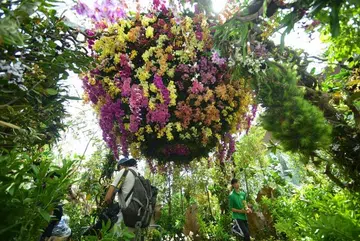 An orchid that looks like a monkey