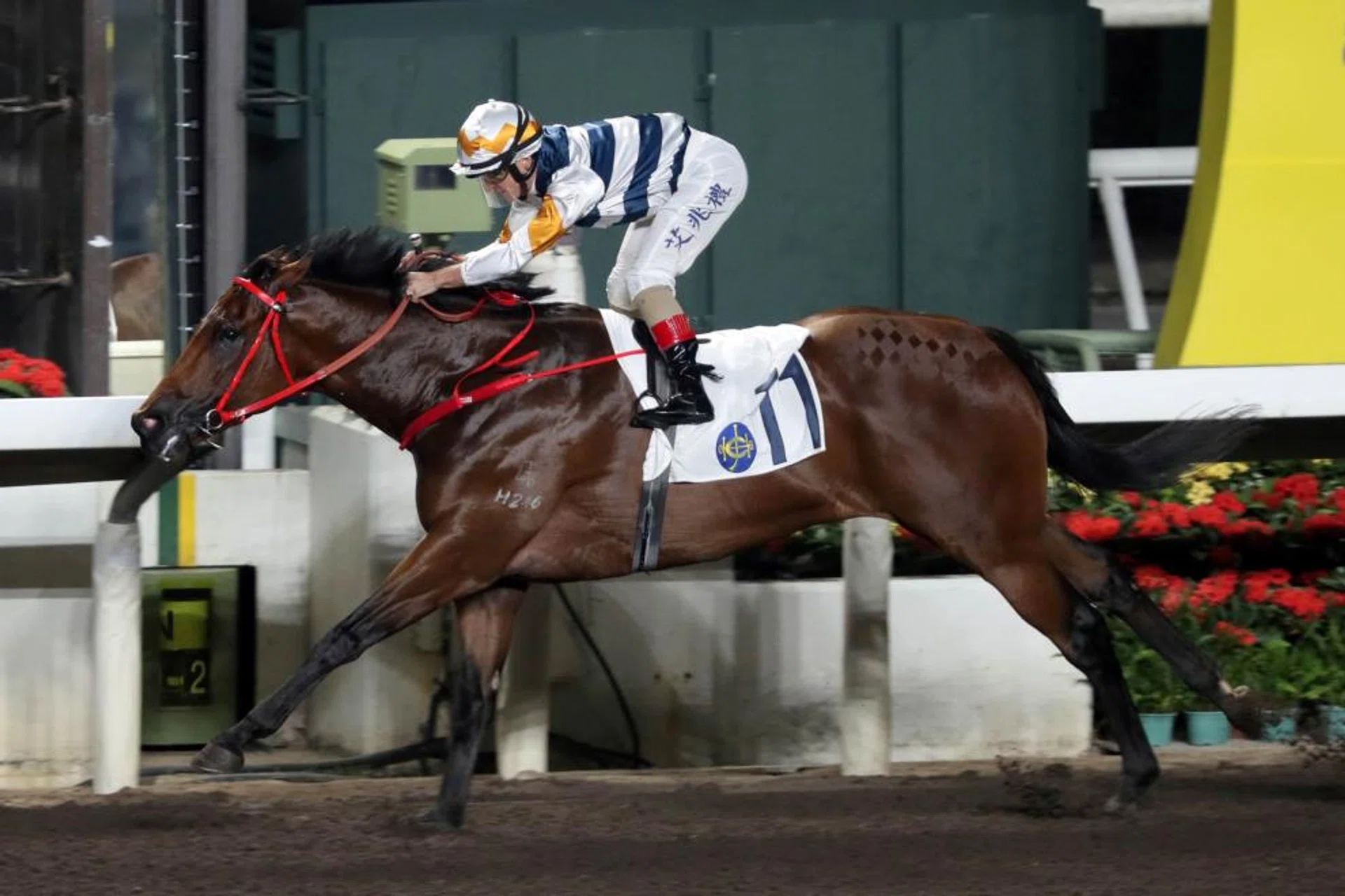 Packing Bole returns to his preferred track and distance. With little pace in the Class 3 race over 1,200m at Sha Tin, he should be able to roll forward. 
