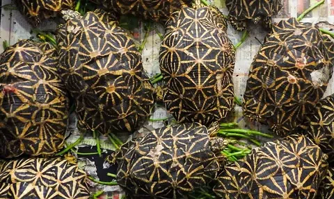 Man allegedly had 58 Indian star tortoises in his possession