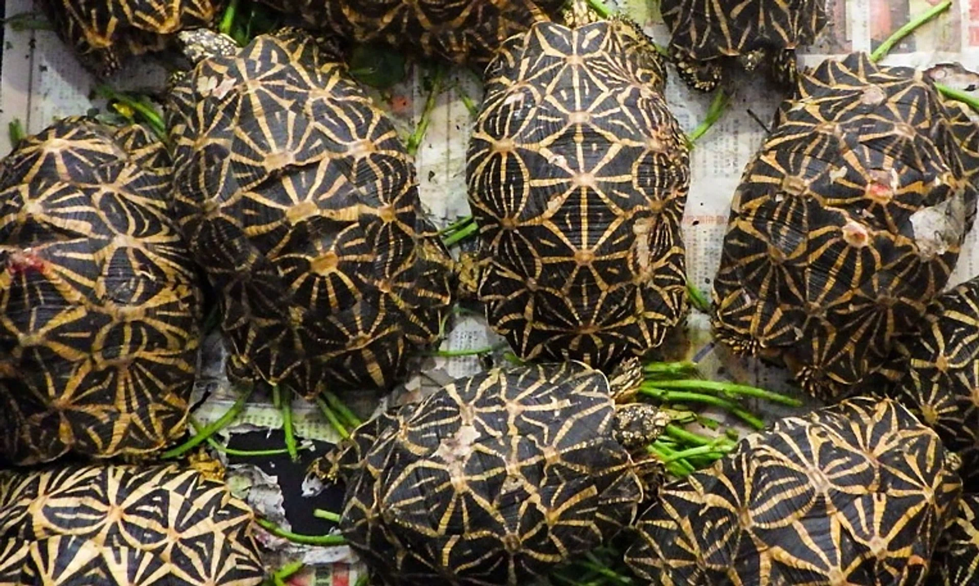 The Indian star tortoise is a threatened species and said to be popular in the exotic pet trade.