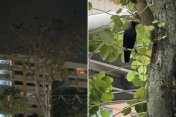 'Unsightly': Bishan estate plagued by persistent crow problem