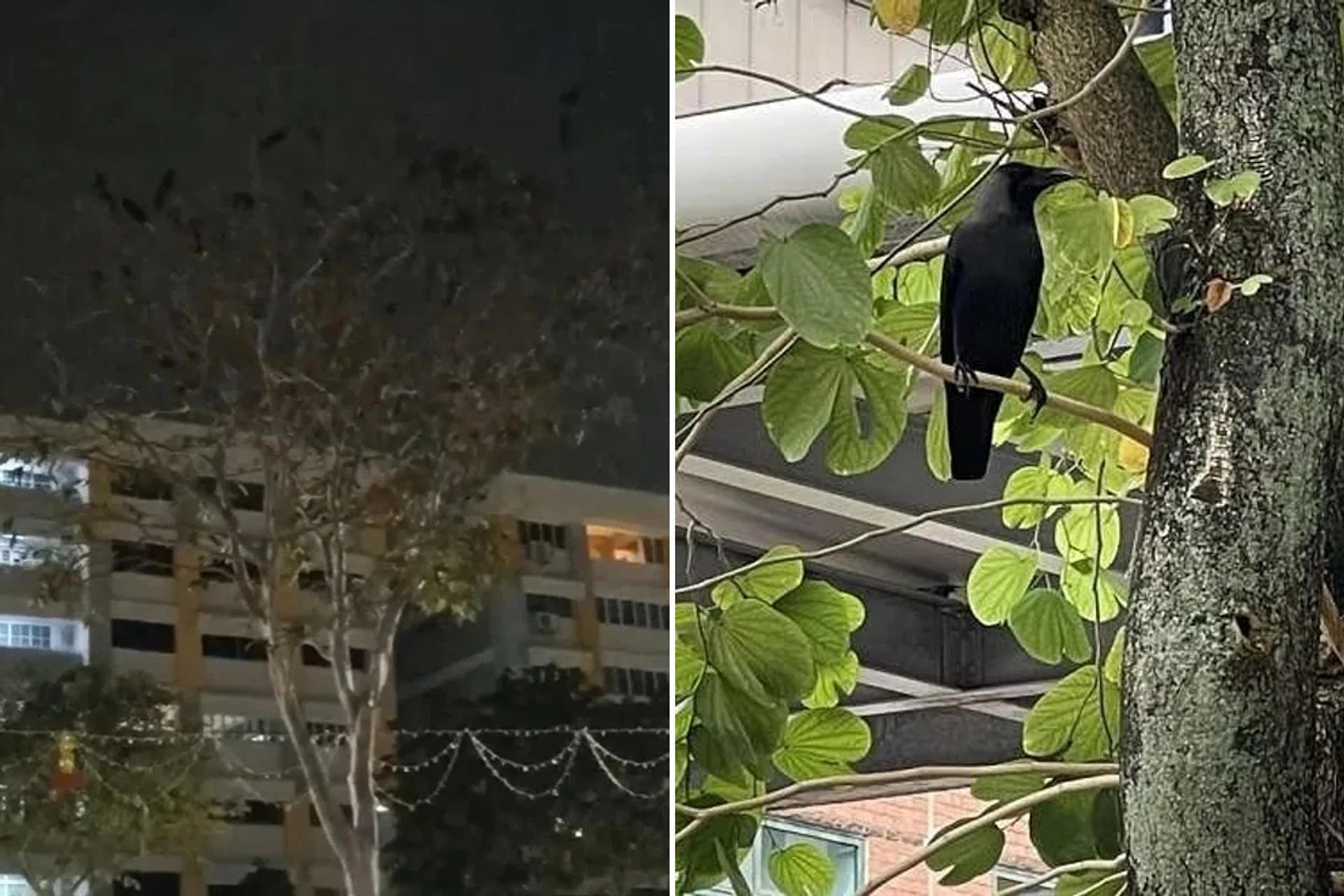 Hundreds of crows can be spotted flying and squawking among trees near the blocks along Bishan Street 13.
