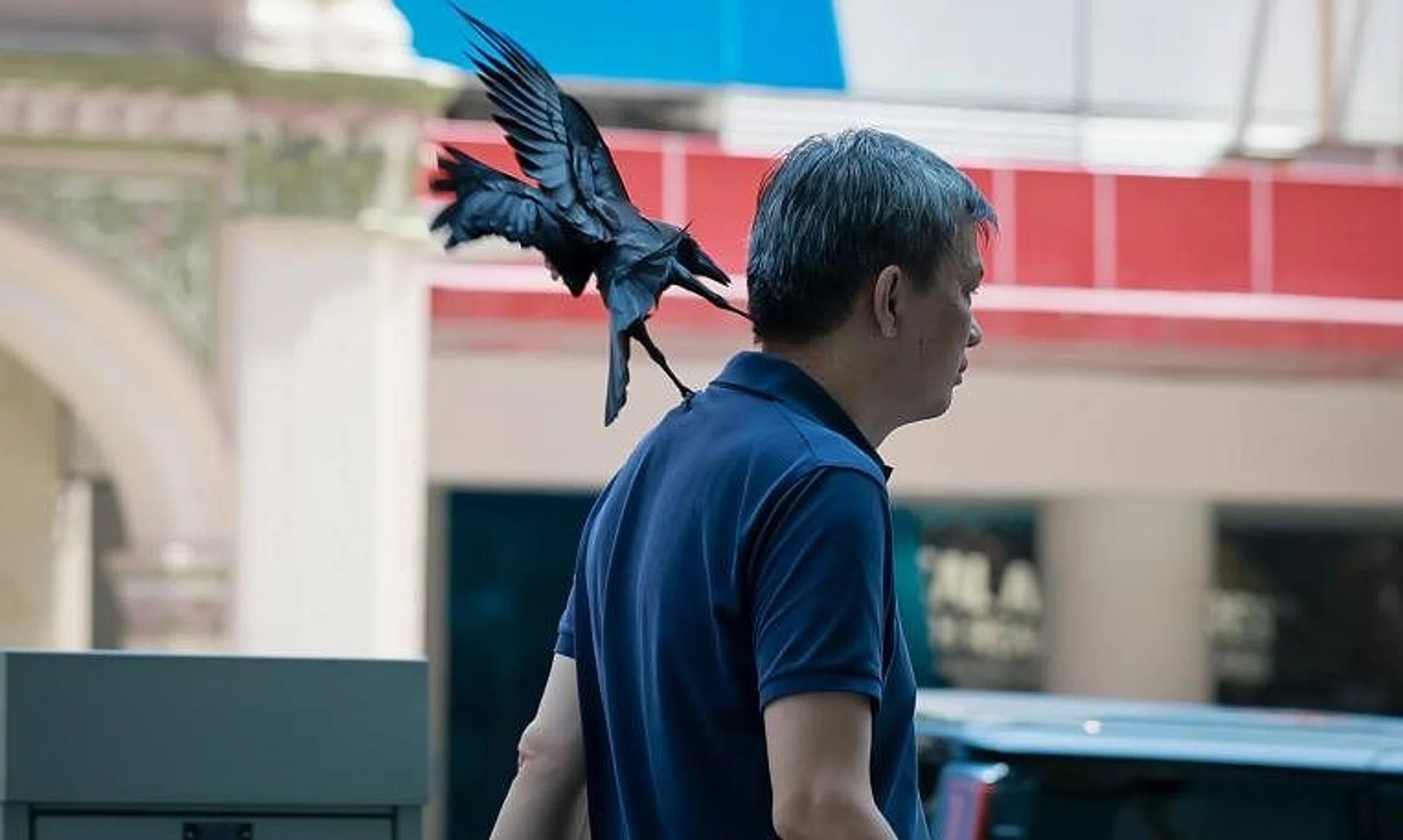 At least two crows have been seen attacking passers-by outside Orchard Central.