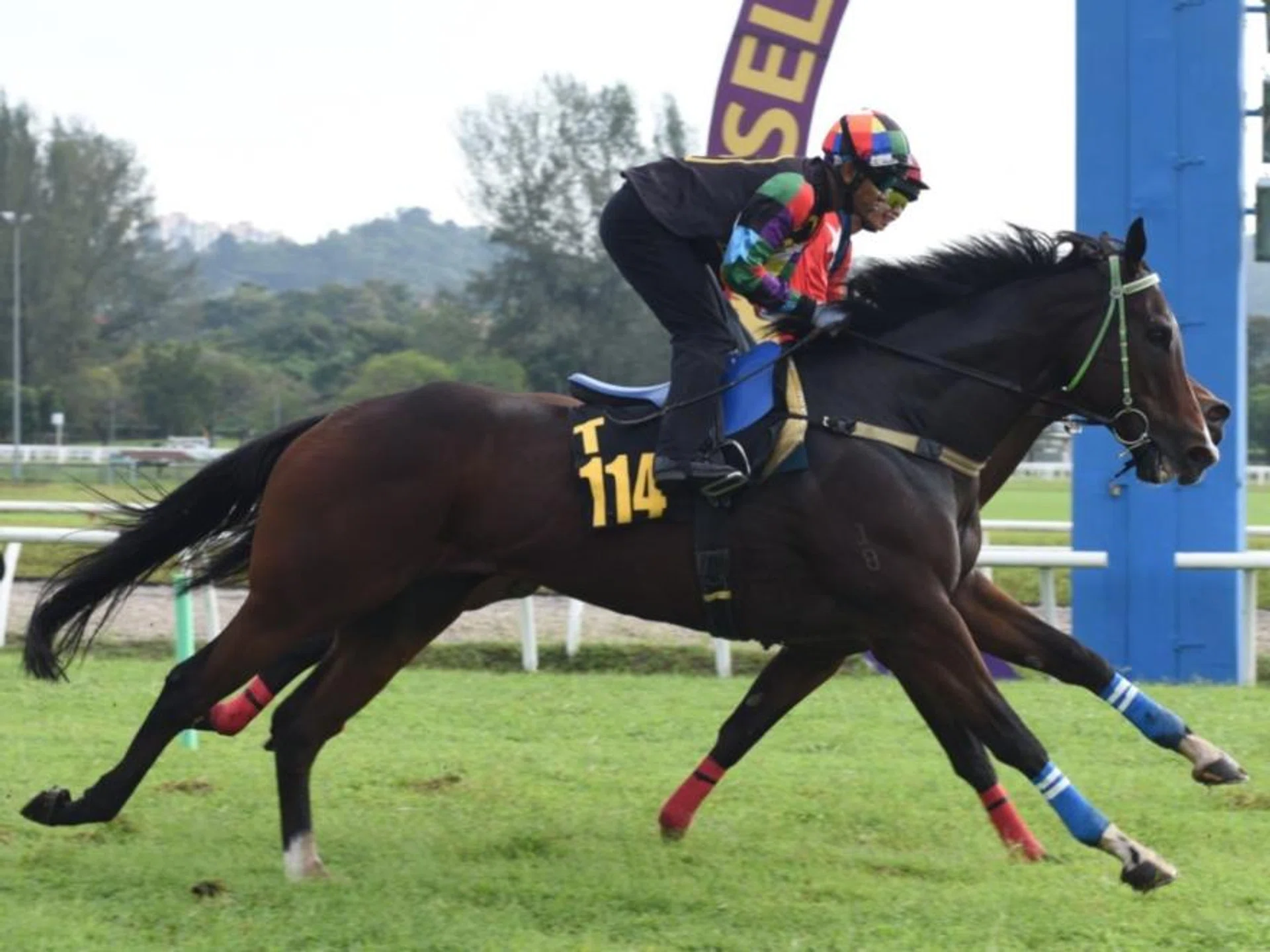 Faithful Leader (Ruzaini Supien), on the outside, just nosing out Moongate Light (Winston Cheah) in one of the six barrier trials at Sungai Besi on Dec 24.
