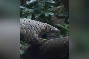 Rare Sunda pangolin rescued 7 years ago by Mandai Wildlife Reserve dies from autoimmune skin disease