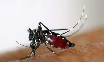 2 more Zika cases reported in Singapore, Kovan cluster grows to 4