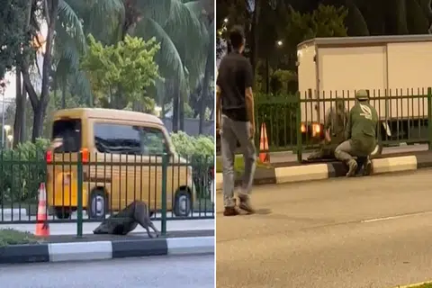 Wild boar gets stuck in road divider after running on streets of Sengkang
