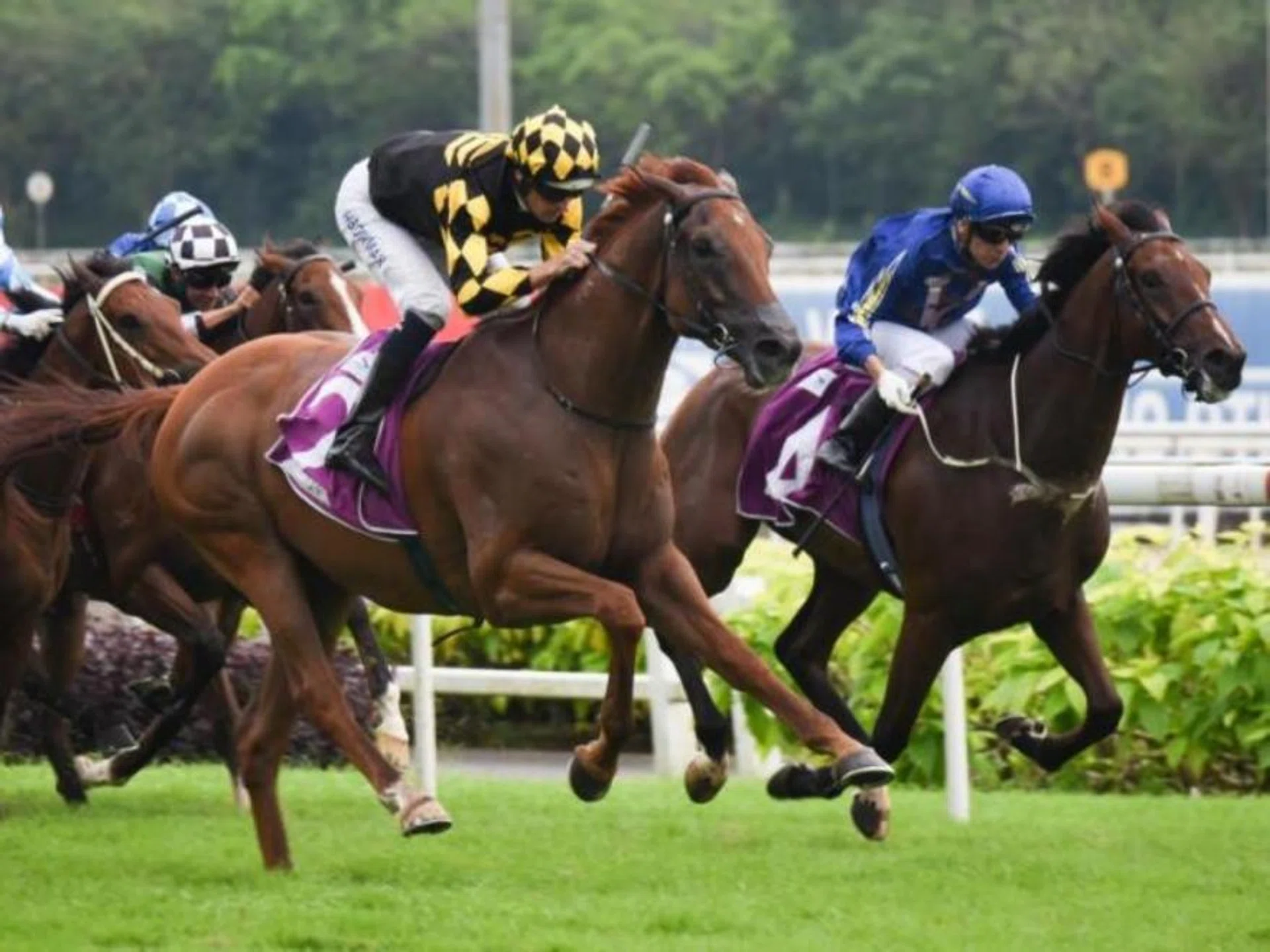 Golden Monkey (Hugh Bowman, No. 2) asserting his superiority in the Group 1 Singapore Derby (1,800m) on July 23, 2023. 

