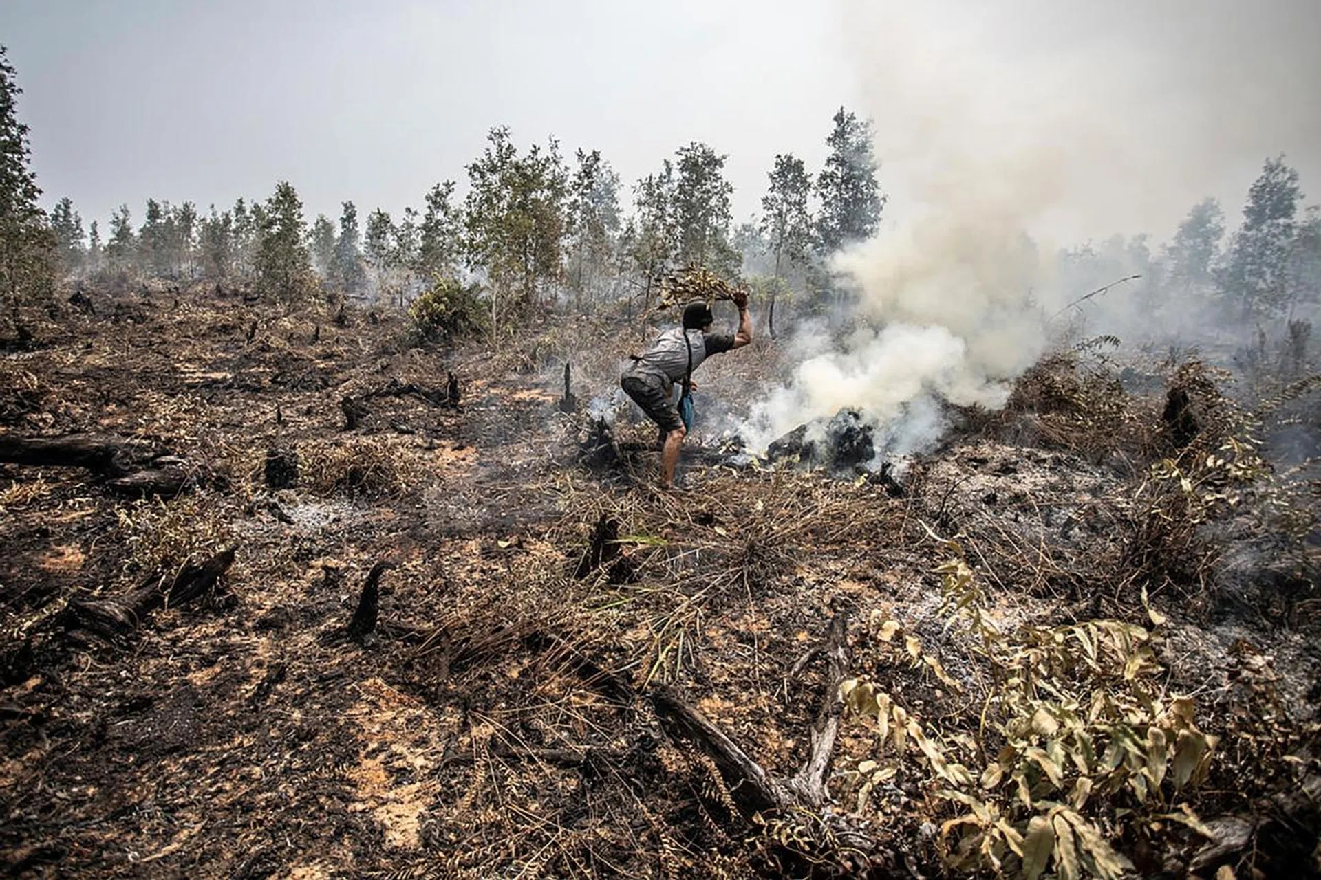 A man trying to put out a peatland fire in Mantangai, central Kalimantan. Close to a third of the forest fires in Indonesia have occurred on pulpwood and palm oil concessions, and a new law threatens to make the problem worse, a Greenpeace study said.