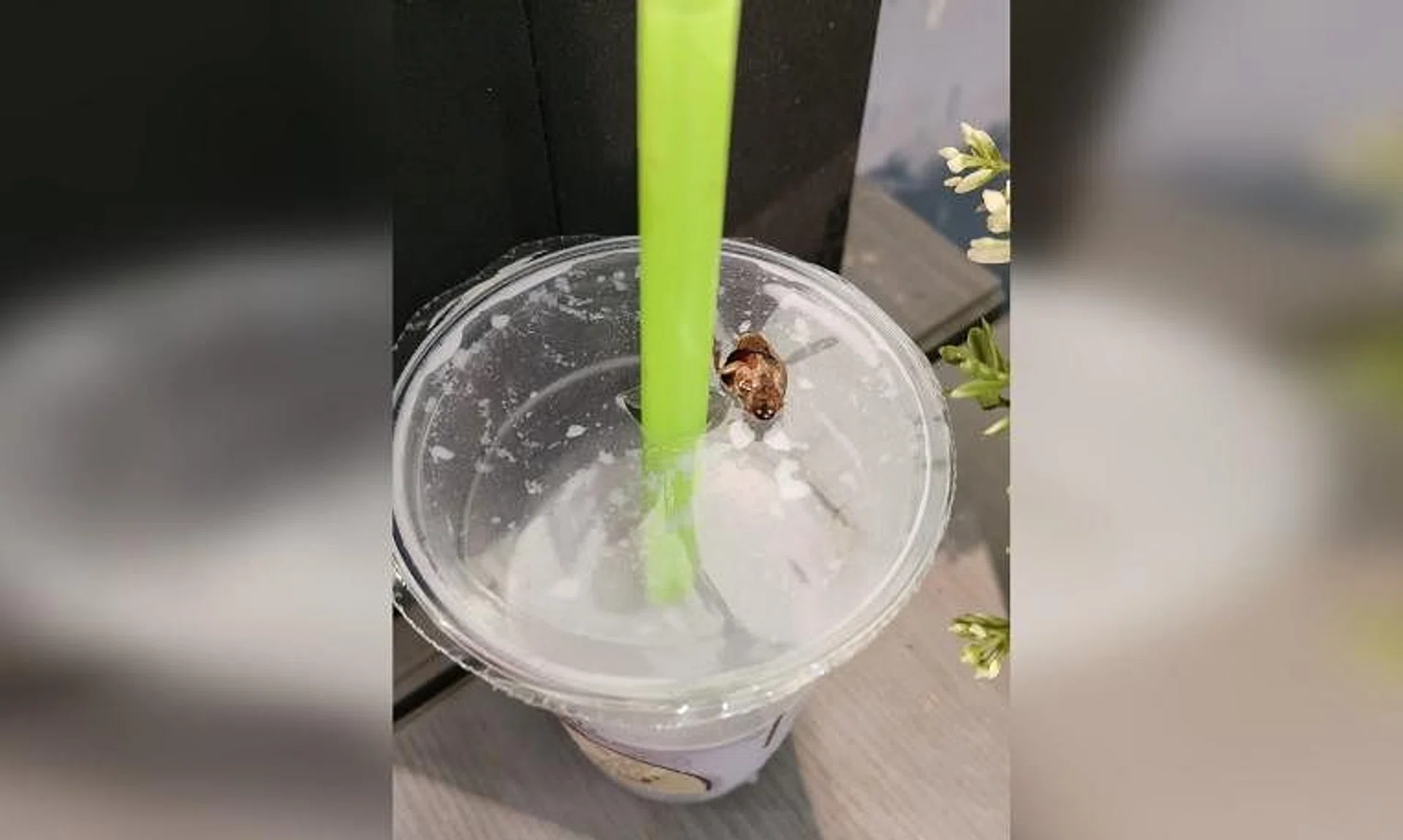 Photos in the post show an insect on the plastic wrap on the cup, with the drink seemingly almost half consumed.