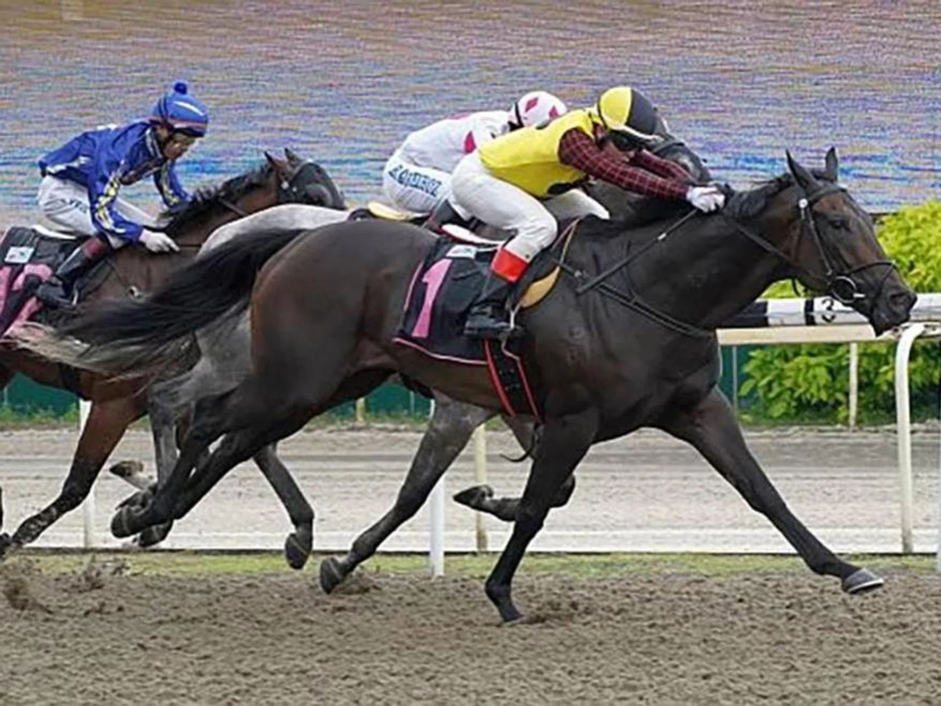 The Jason Ong-trained Major King (Manoel Nunes) winning a Class 3 event over the Polytrack 1,200m on Sept 9, 2023. It was the last of his five successes.
