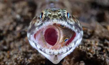 S'porean wins top prize in global contest with photo of lizardfish trying to eat grouper in Philippines