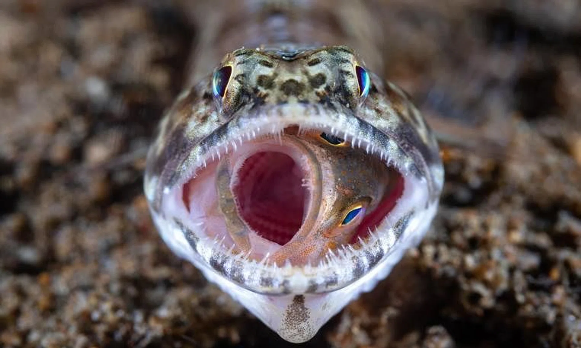 Ms Lilian Koh’s photo won first prize in the annual Siena International Photo Awards in the underwater life category. 