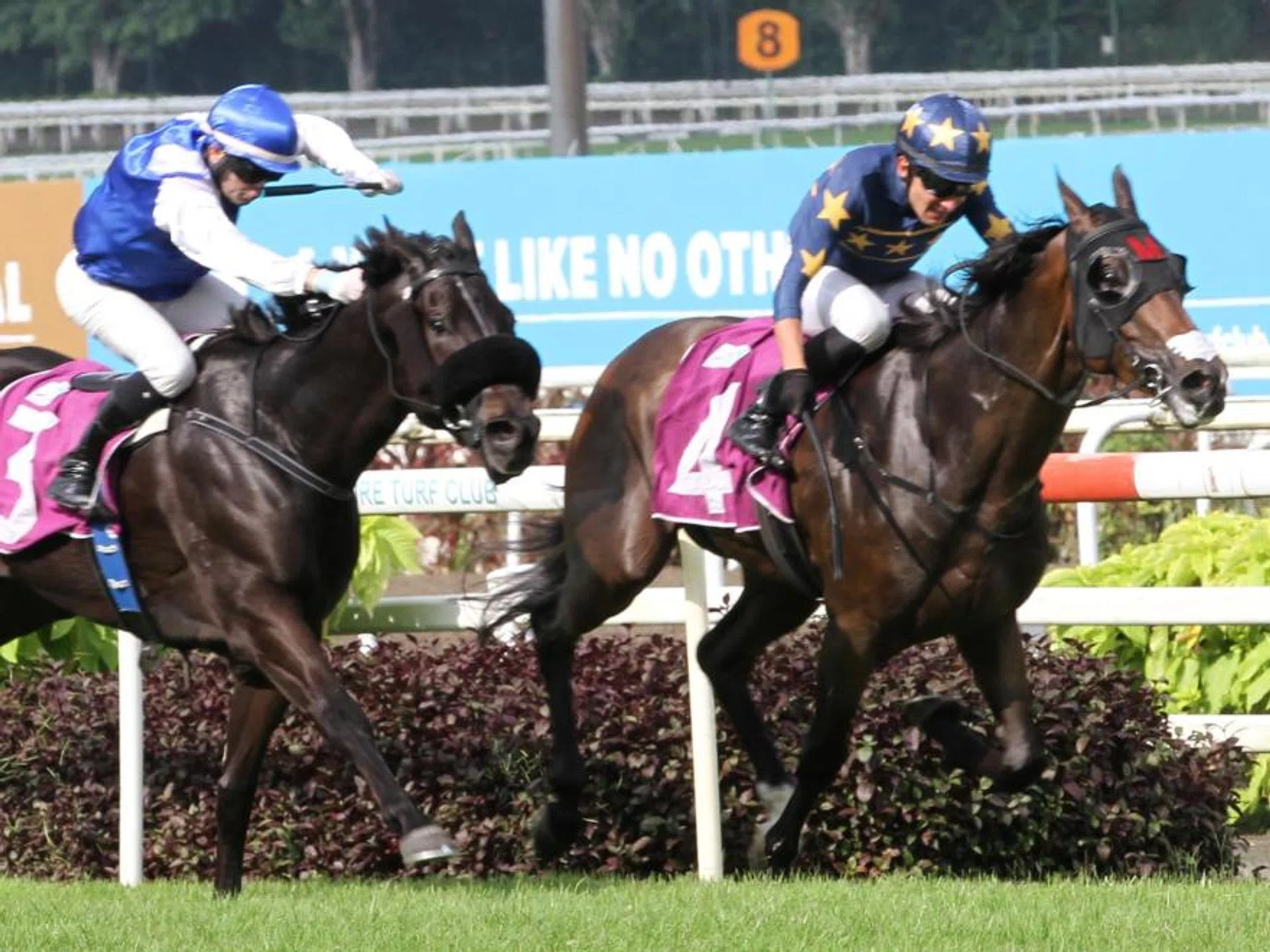 Lim's Bighorn (Marc Lerner, No. 4) hanging on by a short head from Bakeel (Manoel Nunes), who arrived too late in the Group 2 Singapore Three-Year-Old Classic (1,400m) on April 27.

