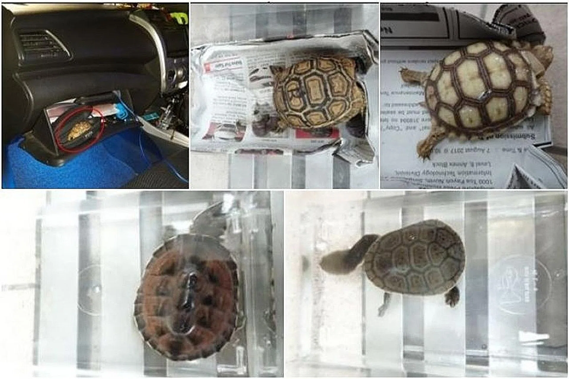Joey Law Swee Siang was fined $7,600 for the illegal import and possession of two tortoises and three turtles, some of which are shown above. PHOTOS: AVA These two cats were abandoned by Muhammad Firdaus Samsudin at a Yishun rooftop garden last November. He was fined $2,000.