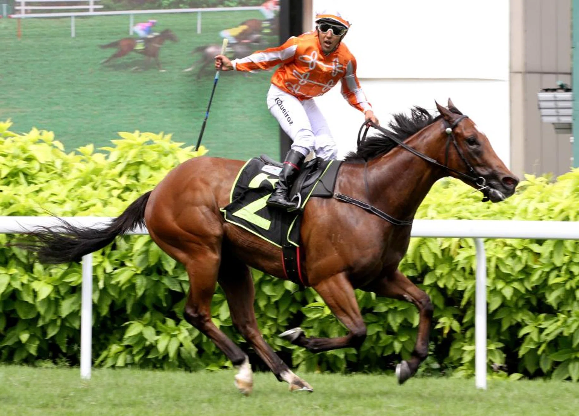 Jockey Bruno Queiroz working up the Kranji crowd on Aug 11 as he lets Pacific Vampire do what he does best at Kranji, win from the front. The natural speedster was racking up his third win in eight starts.