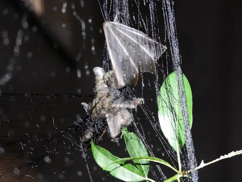 A fruit bat entangled in a mist net.