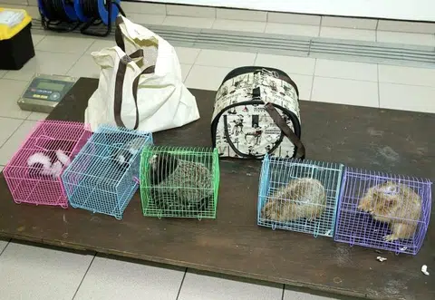 Endangered animals found abandoned outside Night Safari