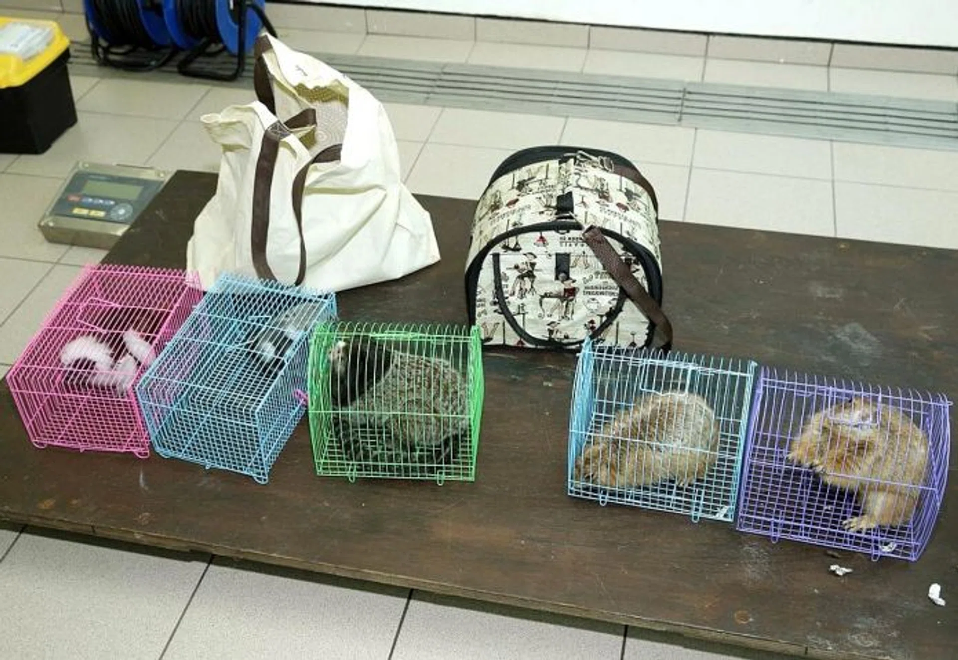 DUMPED: The exotic animals found abandoned at the Night Safari included prairie dogs, marmosets and cotton-top tamarins.