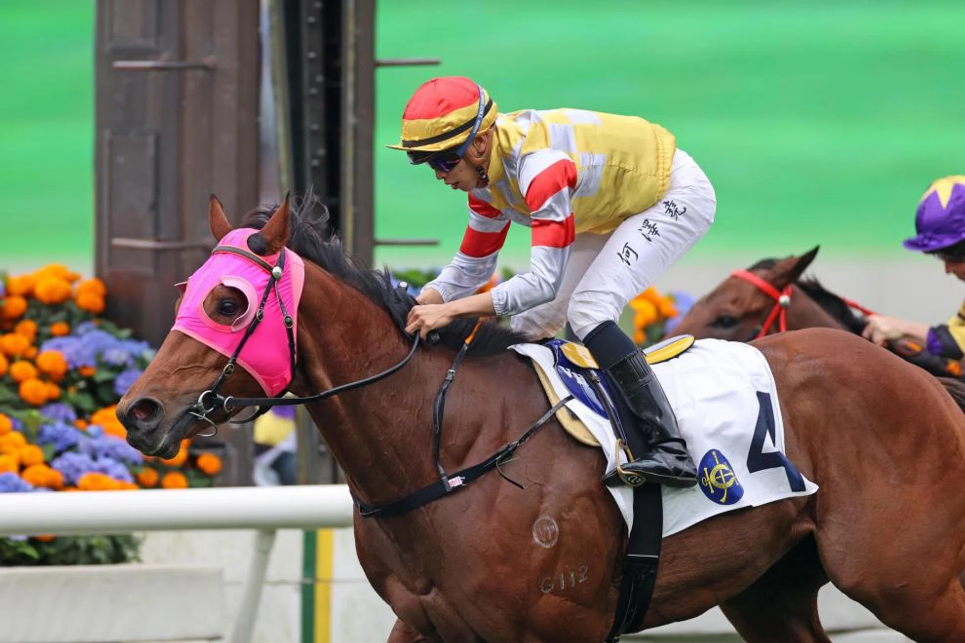Lucky Gold giving jockey Vincent Ho his 500th Hong Kong win at Sha Tin on Sunday. PHOTO: HKJC