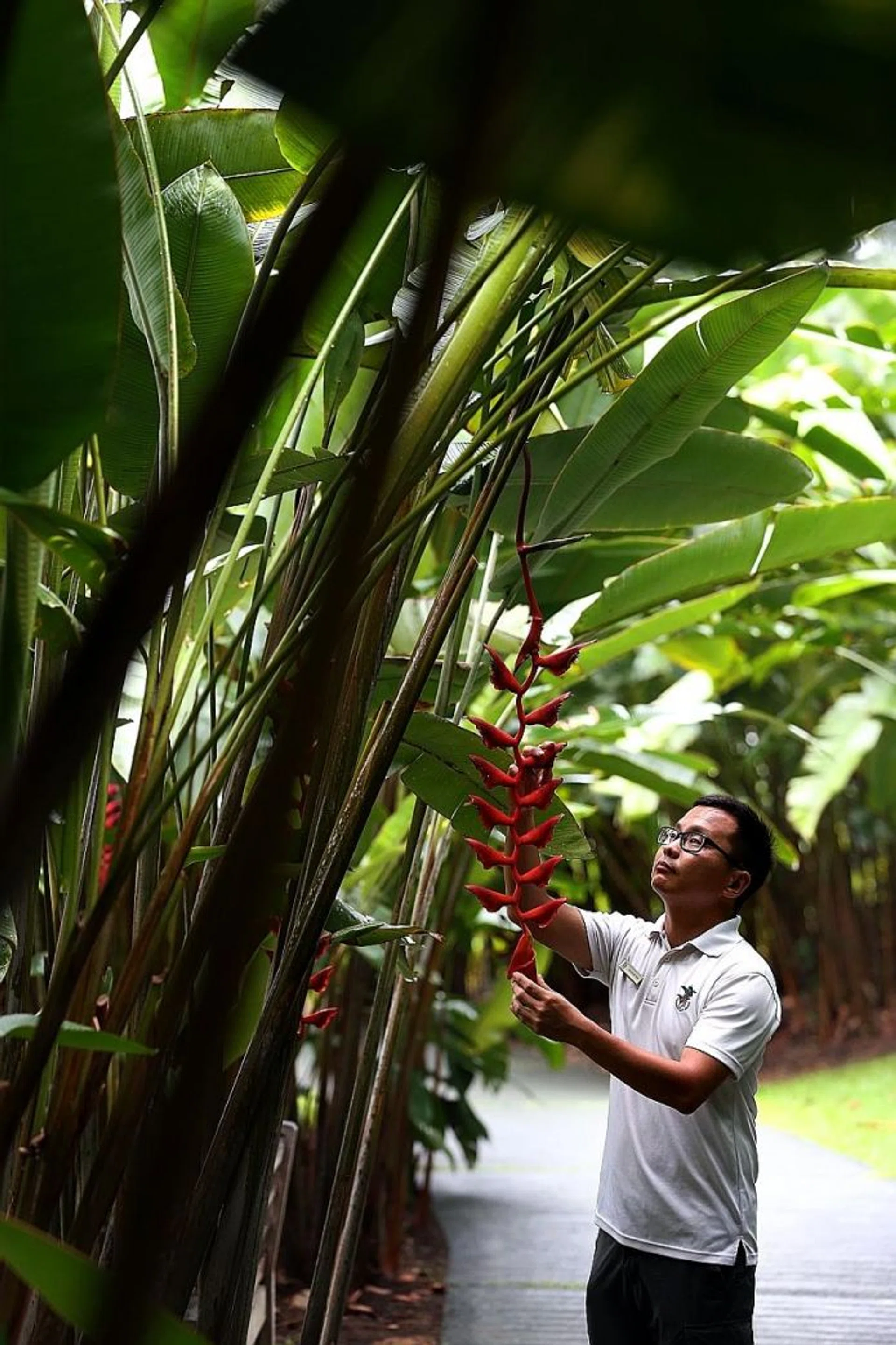'PLANT DOCTOR': Horticulturist Dr Wilson Wong with one of his favourite outdoor tropical plants, the Heliconia Longissima.