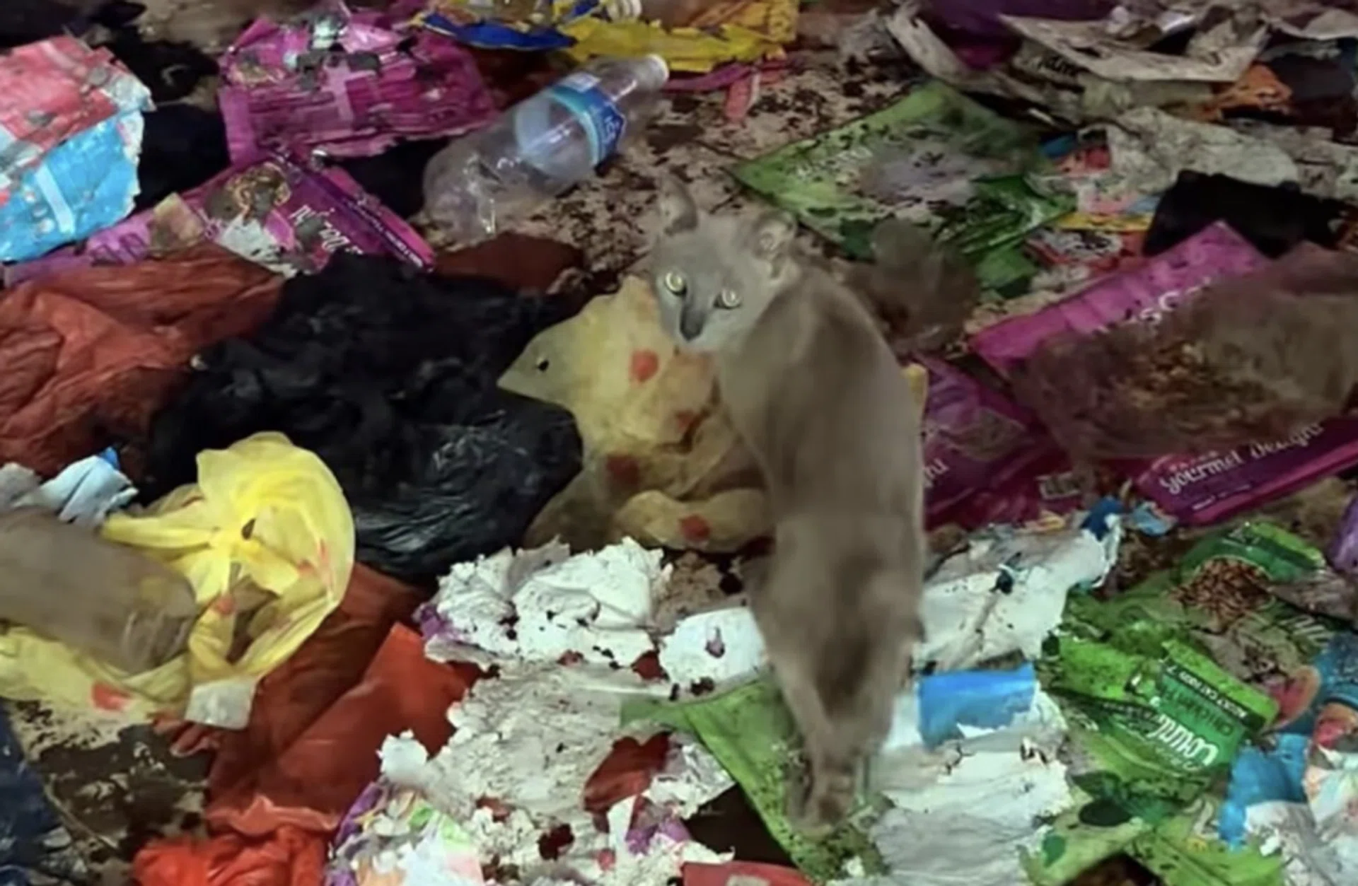 The authorities managed to catch 12 cats in the flat that was filled with garbage.