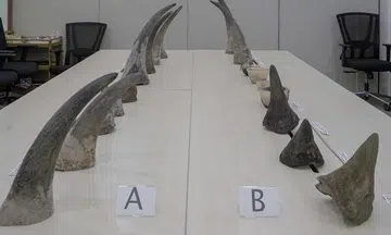 Jail for man caught with rhino horns worth over $1.2m