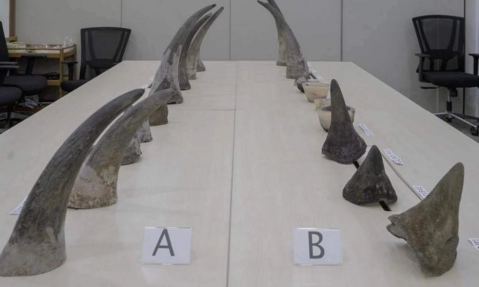 18 of these horns, which weighed nearly 32kg in total, were from 15 poached white rhinoceroses, which are endangered.