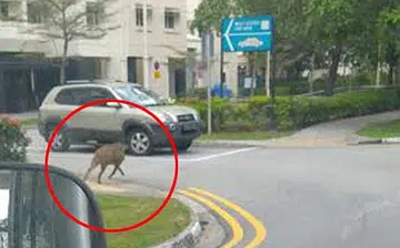 Boy chased, hurt in wild boar incident in Punggol