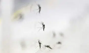 14 Zika cases detected in May, after just a single case in first four months of 2023