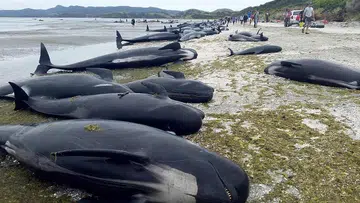 Whales dead in New Zealand beaching