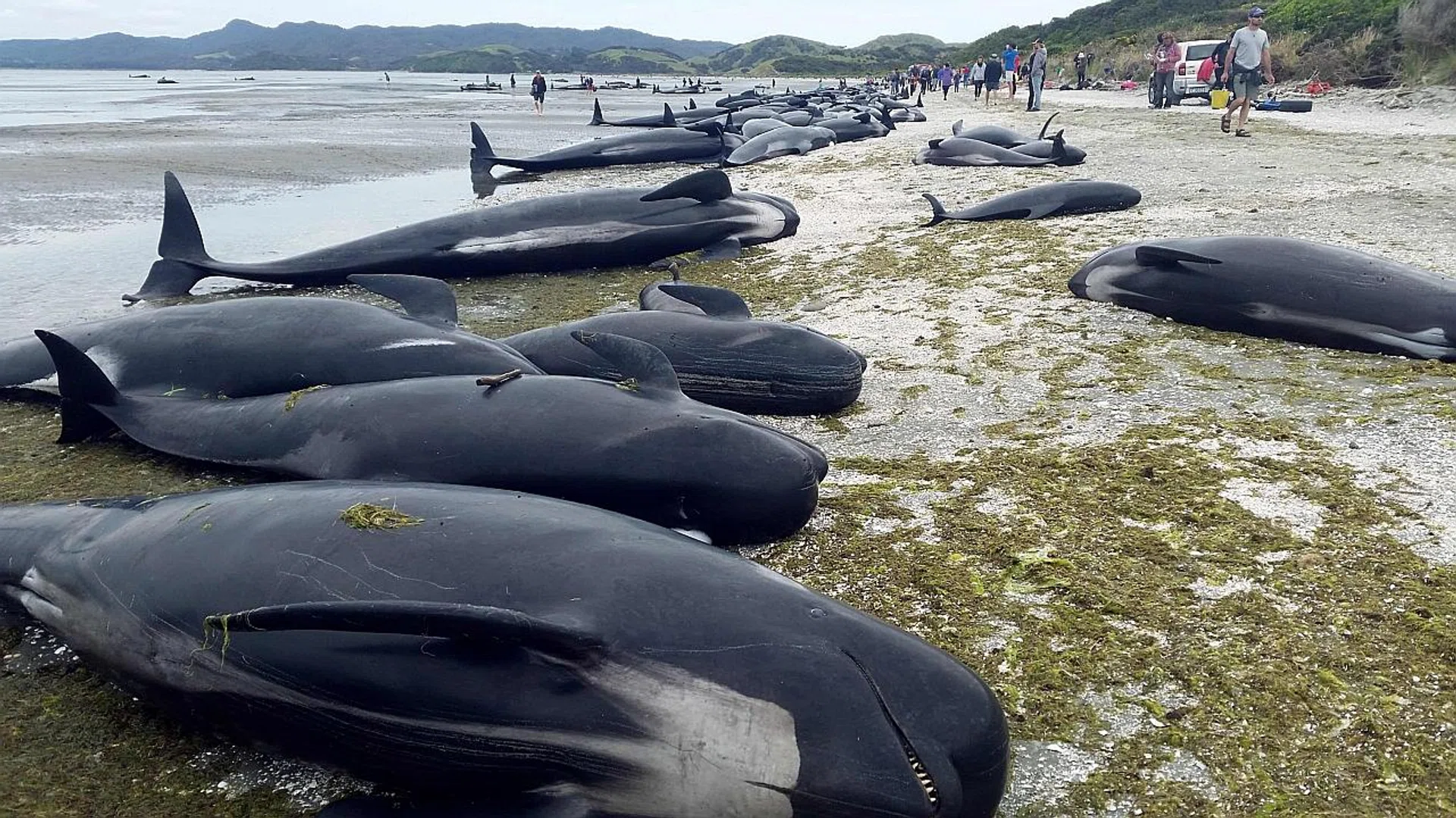 The whales were stranded at Farewell Spit in the Golden Bay region. 