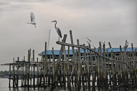 Birds resting on the guiding stakes of the kelong, which are thought to lead marine life into the traps.
