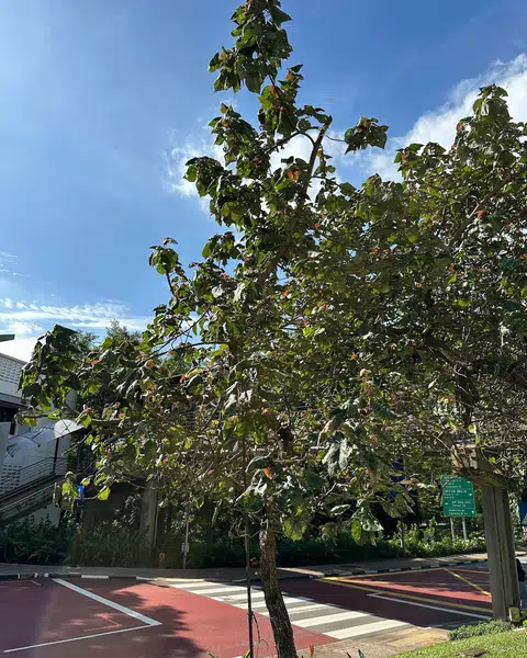Specimens of the mirid were found on the undersides of flowers of a sea hibiscus tree near the Ventus building at NUS.