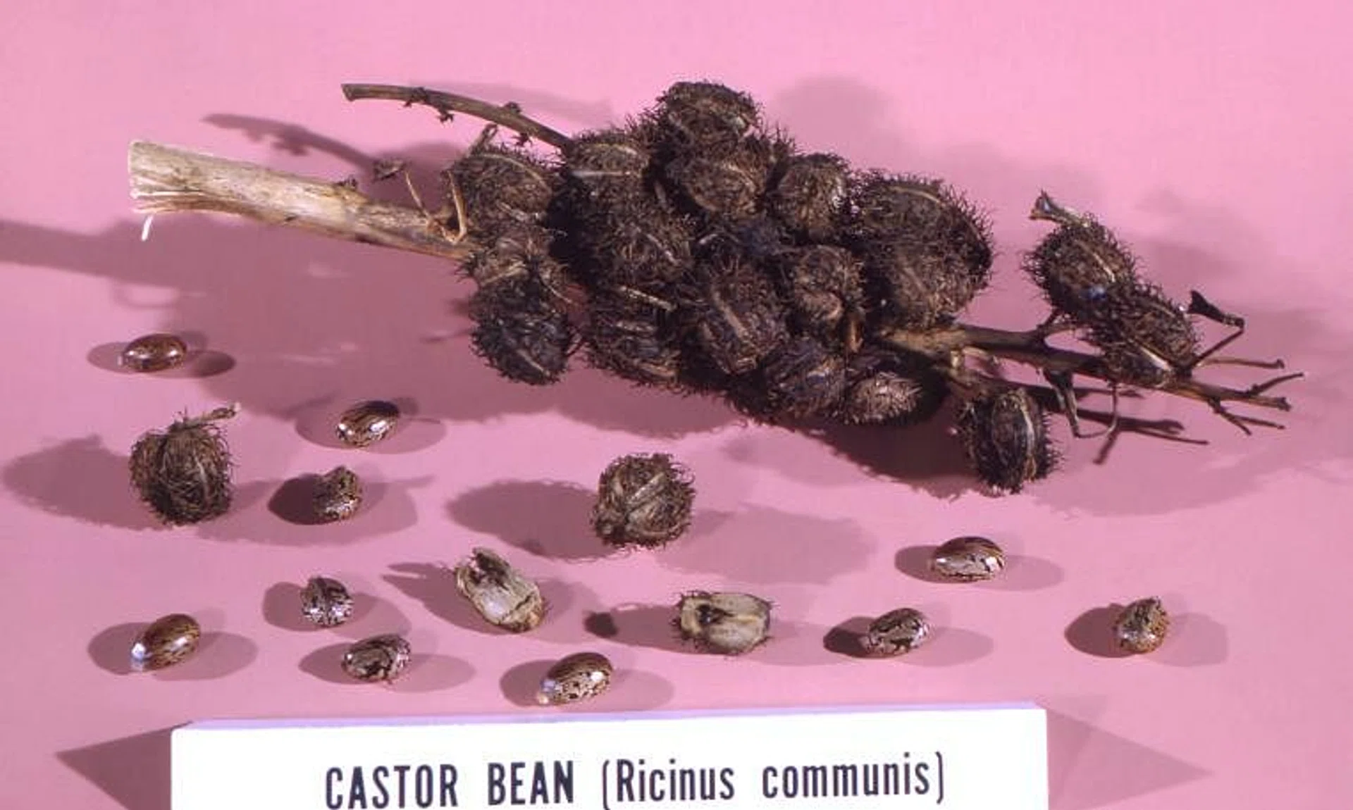 Pascale Ferrier made ricin, an extremely toxic plant protein derived from castor bean seeds, at her home in Sept 2020.