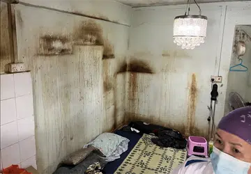 Flat with 47 cats so smelly, stench was in walls, cabinets