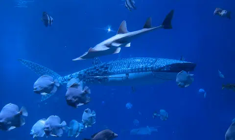 Angry visitors slam China aquarium for robot whale shark