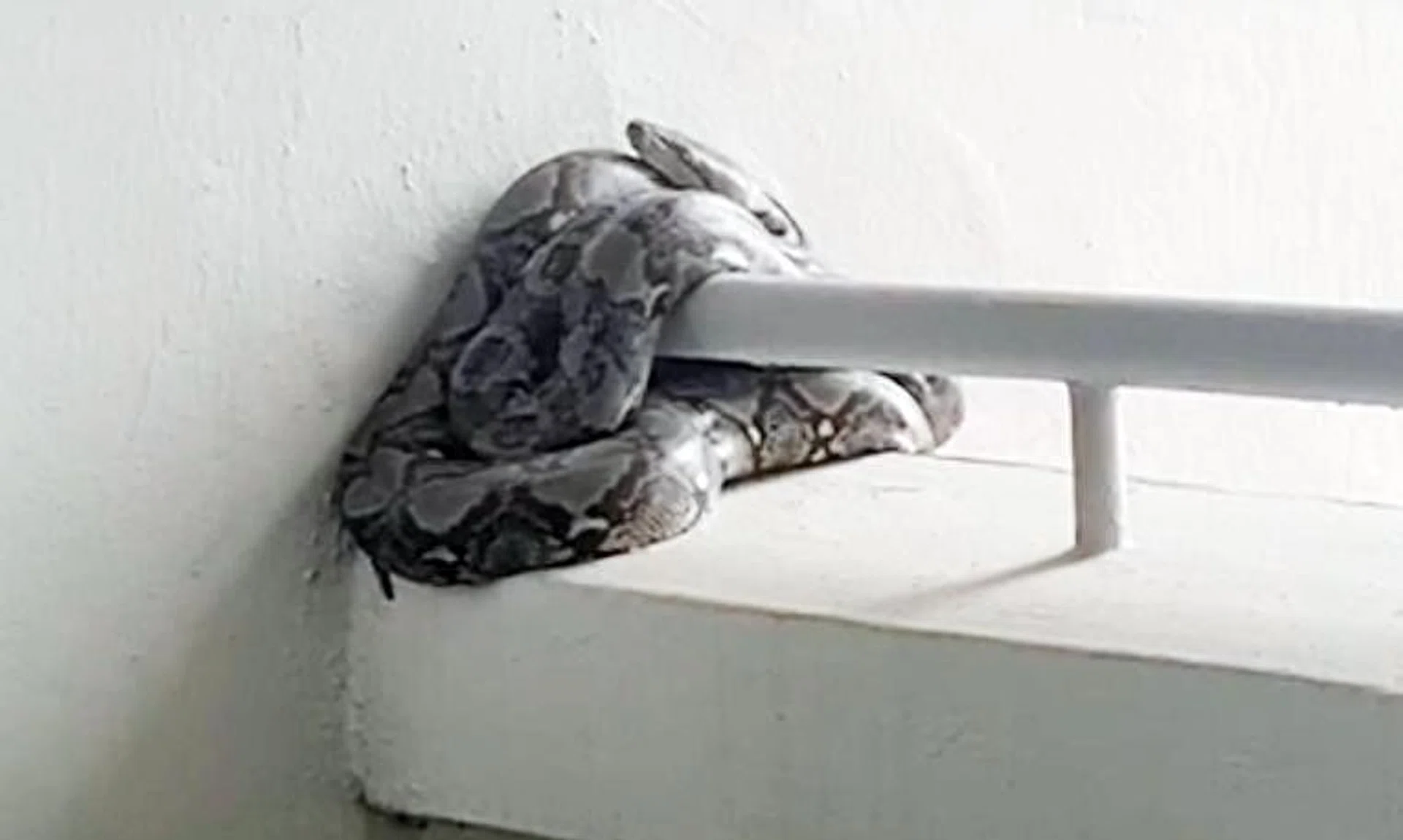 The reticulated python was seen motionless and curled around a railing at the Tampines HDB block.