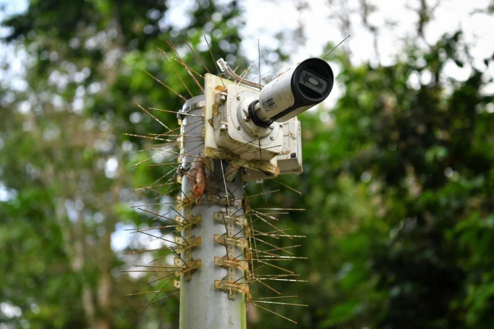 An animal detection camera  (above) and advance warning signs along Old Upper Thomson Road.
