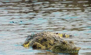 Friends watch helplessly as crocodile snatches man in Sabah