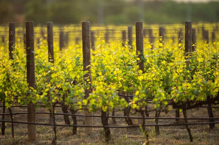 Photo: InterContinental Khao Yai Resort