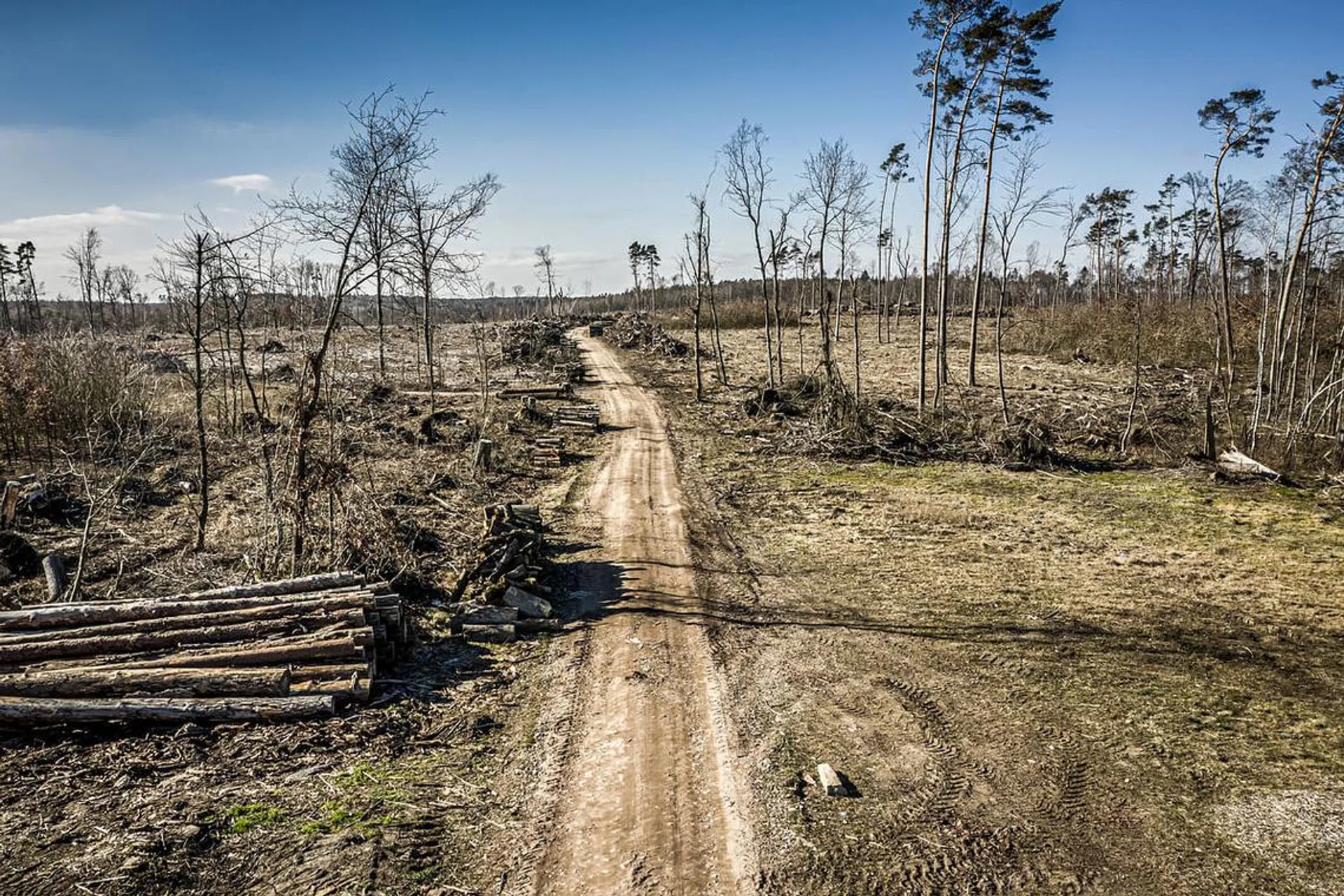 Deforestatation