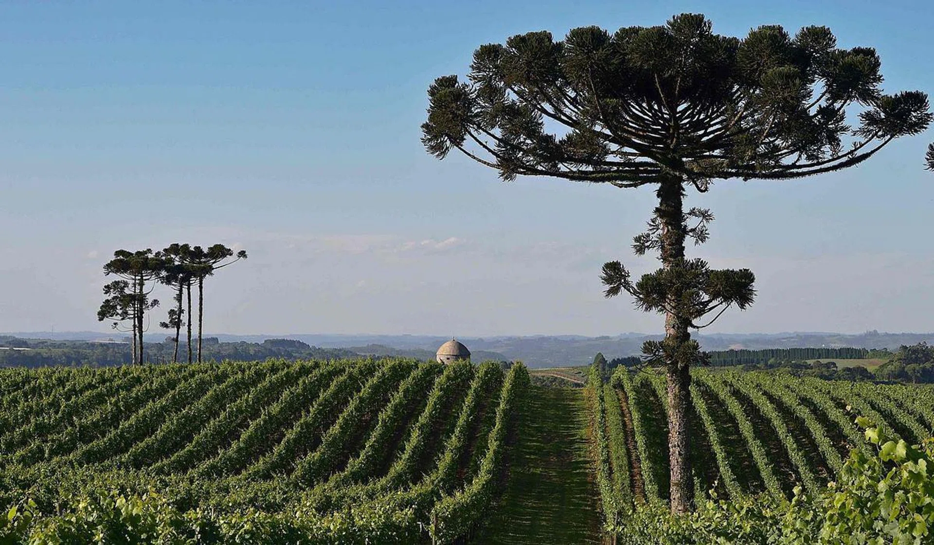<br>A vineyard in Brazil, a top destination for the 2020s.